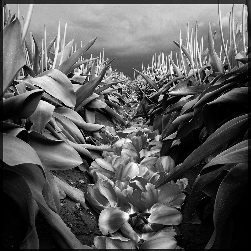 Illustration for article titled These Are Some of the Most Amazing iPhone Photos of the Year
